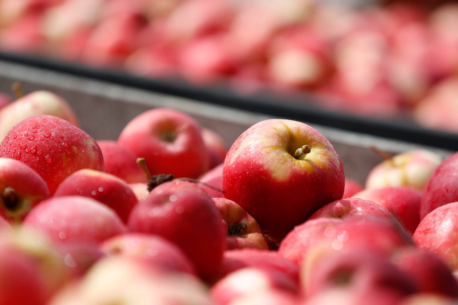 Apple season is here